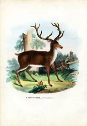 Ciervo rojo, 1863-79